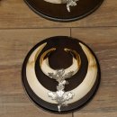 Wildschweinwaffen (Sus scrofa) 6 Stück Keilerwaffen bis 18 cm Trophäe Keiler Gewaff versch. Schilder