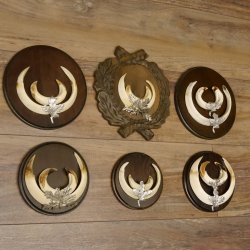 Wildschweinwaffen (Sus scrofa) 6 Stück Keilerwaffen bis 18 cm Trophäe Keiler Gewaff versch. Schilder