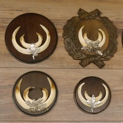 Wildschweinwaffen (Sus scrofa) 6 Stück Keilerwaffen bis 18 cm Trophäe Keiler Gewaff versch. Schilder