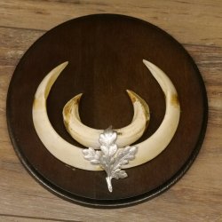 Wildschweinwaffen (Sus scrofa) 6 Stück Keilerwaffen bis 18 cm Trophäe Keiler Gewaff versch. Schilder