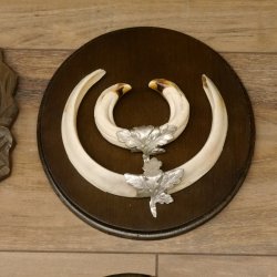 Wildschweinwaffen (Sus scrofa) 6 Stück Keilerwaffen bis 18 cm Trophäe Keiler Gewaff versch. Schilder