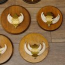 Wildschweinwaffen (Sus scrofa) 7 Stück Keilerwaffen max. 12,5 cm Trophäe Keiler Gewaff 32.272