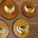 Wildschweinwaffen (Sus scrofa) 7 Stück Keilerwaffen max. 12,5 cm Trophäe Keiler Gewaff 32.272