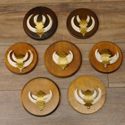 Wildschweinwaffen (Sus scrofa) 7 Stück Keilerwaffen max. 12,5 cm Trophäe Keiler Gewaff 32.272