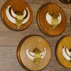 Wildschweinwaffen (Sus scrofa) 7 Stück Keilerwaffen max. 12,5 cm Trophäe Keiler Gewaff 32.272