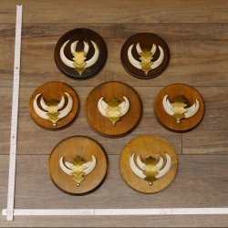 Wildschweinwaffen (Sus scrofa) 7 Stück Keilerwaffen max. 12,5 cm Trophäe Keiler Gewaff 32.272