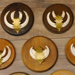 Wildschweinwaffen (Sus scrofa) 7 Stück Keilerwaffen max. 12,5 cm Trophäe Keiler Gewaff 32.272