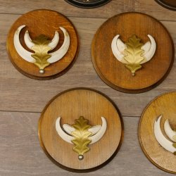 Wildschweinwaffen (Sus scrofa) 7 Stück Keilerwaffen max. 12,5 cm Trophäe Keiler Gewaff 32.272