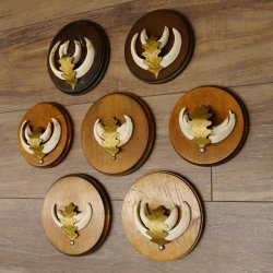 Wildschweinwaffen (Sus scrofa) 7 Stück Keilerwaffen max. 12,5 cm Trophäe Keiler Gewaff 32.272