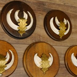 Wildschweinwaffen (Sus scrofa) 7 Stück Keilerwaffen max. 12,5 cm Trophäe Keiler Gewaff 32.272