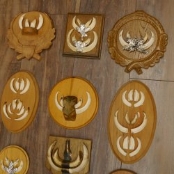 Wildschweinwaffen (Sus scrofa) 11 Stück Keilerwaffen bis 12 cm Trophäe Keiler Gewaff versch. Schilder