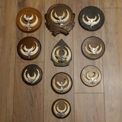 Wildschweinwaffen (Sus scrofa) 10 Stück Keilerwaffen bis 15,5 cm Trophäe Keiler Gewaff versch. Schilder