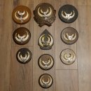 Wildschweinwaffen (Sus scrofa) 10 Stück Keilerwaffen...