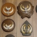 Wildschweinwaffen (Sus scrofa) 10 Stück Keilerwaffen bis 15,5 cm Trophäe Keiler Gewaff versch. Schilder