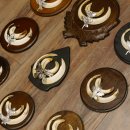 Wildschweinwaffen (Sus scrofa) 10 Stück Keilerwaffen bis 15,5 cm Trophäe Keiler Gewaff versch. Schilder