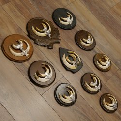 Wildschweinwaffen (Sus scrofa) 10 Stück Keilerwaffen bis 15,5 cm Trophäe Keiler Gewaff versch. Schilder