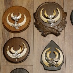 Wildschweinwaffen (Sus scrofa) 10 Stück Keilerwaffen bis 15,5 cm Trophäe Keiler Gewaff versch. Schilder