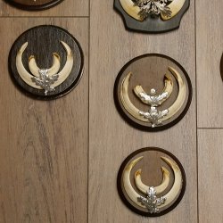 Wildschweinwaffen (Sus scrofa) 10 Stück Keilerwaffen bis 15,5 cm Trophäe Keiler Gewaff versch. Schilder