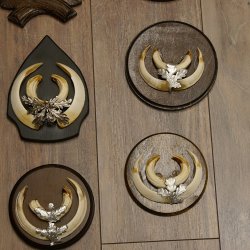 Wildschweinwaffen (Sus scrofa) 10 Stück Keilerwaffen bis 15,5 cm Trophäe Keiler Gewaff versch. Schilder