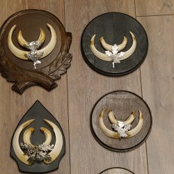 Wildschweinwaffen (Sus scrofa) 10 Stück Keilerwaffen bis 15,5 cm Trophäe Keiler Gewaff versch. Schilder