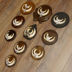 Wildschweinwaffen (Sus scrofa) 10 Stück Keilerwaffen bis 15,5 cm Trophäe Keiler Gewaff versch. Schilder