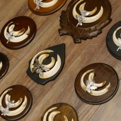 Wildschweinwaffen (Sus scrofa) 10 Stück Keilerwaffen bis 15,5 cm Trophäe Keiler Gewaff versch. Schilder