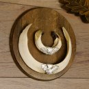 Wildschweinwaffen (Sus scrofa) 3 Stück Keilerwaffen bis 18,5 cm Trophäe Keiler Gewaff Schilder 32.276