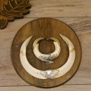 Wildschweinwaffen (Sus scrofa) 3 Stück Keilerwaffen bis 18,5 cm Trophäe Keiler Gewaff Schilder 32.276