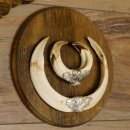 Wildschweinwaffen (Sus scrofa) 3 Stück Keilerwaffen bis 18,5 cm Trophäe Keiler Gewaff Schilder 32.276