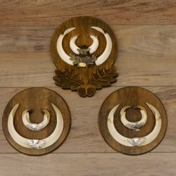 Wildschweinwaffen (Sus scrofa) 3 Stück Keilerwaffen bis 18,5 cm Trophäe Keiler Gewaff Schilder 32.276