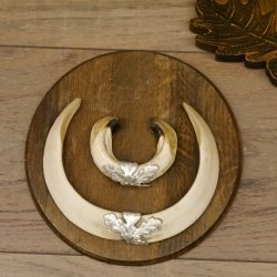 Wildschweinwaffen (Sus scrofa) 3 Stück Keilerwaffen bis 18,5 cm Trophäe Keiler Gewaff Schilder 32.276