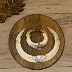 Wildschweinwaffen (Sus scrofa) 3 Stück Keilerwaffen bis 18,5 cm Trophäe Keiler Gewaff Schilder 32.276