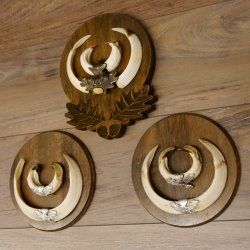 Wildschweinwaffen (Sus scrofa) 3 Stück Keilerwaffen bis 18,5 cm Trophäe Keiler Gewaff Schilder 32.276