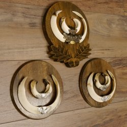 Wildschweinwaffen (Sus scrofa) 3 Stück Keilerwaffen bis 18,5 cm Trophäe Keiler Gewaff Schilder 32.276