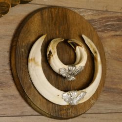 Wildschweinwaffen (Sus scrofa) 3 Stück Keilerwaffen bis 18,5 cm Trophäe Keiler Gewaff Schilder 32.276