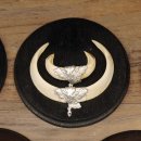 Wildschweinwaffen (Sus scrofa) 5 Stück Keilerwaffen Trophäe Keiler Gewaff Schilder 32.277