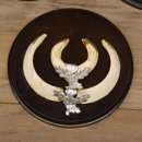 Wildschweinwaffen (Sus scrofa) 5 Stück Keilerwaffen Trophäe Keiler Gewaff Schilder 32.277