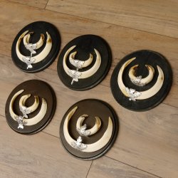 Wildschweinwaffen (Sus scrofa) 5 Stück Keilerwaffen Trophäe Keiler Gewaff Schilder 32.277