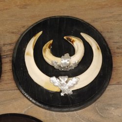 Wildschweinwaffen (Sus scrofa) 5 Stück Keilerwaffen Trophäe Keiler Gewaff Schilder 32.277