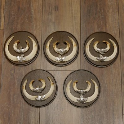 Wildschweinwaffen (Sus scrofa) 5 Stück Keilerwaffen Trophäe Keiler Gewaff Schilder 32.278