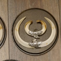 Wildschweinwaffen (Sus scrofa) 5 Stück Keilerwaffen Trophäe Keiler Gewaff Schilder 32.278