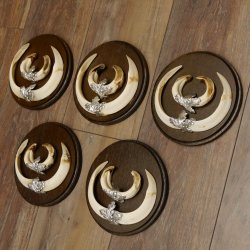 Wildschweinwaffen (Sus scrofa) 5 Stück Keilerwaffen Trophäe Keiler Gewaff Schilder 32.278