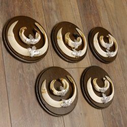 Wildschweinwaffen (Sus scrofa) 5 Stück Keilerwaffen Trophäe Keiler Gewaff Schilder 32.278