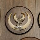 Wildschweinwaffen (Sus scrofa) 5 Stück Keilerwaffen Trophäe Keiler Gewaff Schilder 32.279