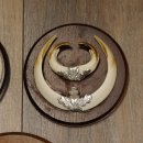 Wildschweinwaffen (Sus scrofa) 5 Stück Keilerwaffen Trophäe Keiler Gewaff Schilder 32.279