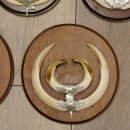 Wildschweinwaffen (Sus scrofa) 5 Stück Keilerwaffen Trophäe Keiler Gewaff Schilder 32.279