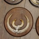 Wildschweinwaffen (Sus scrofa) 5 Stück Keilerwaffen Trophäe Keiler Gewaff Schilder 32.279