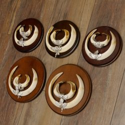 Wildschweinwaffen (Sus scrofa) 5 Stück Keilerwaffen Trophäe Keiler Gewaff Schilder 32.279