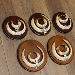 Wildschweinwaffen (Sus scrofa) 5 Stück Keilerwaffen Trophäe Keiler Gewaff Schilder 32.279