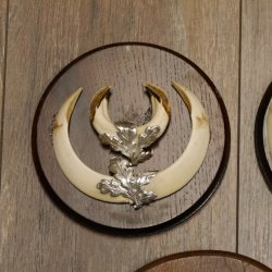 Wildschweinwaffen (Sus scrofa) 5 Stück Keilerwaffen Trophäe Keiler Gewaff Schilder 32.279